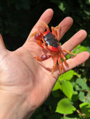 Barbados Red Devil Moon Land Crabs (Gecarcinus lateralis)
