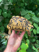 Libyan Greek Tortoise Adult Female