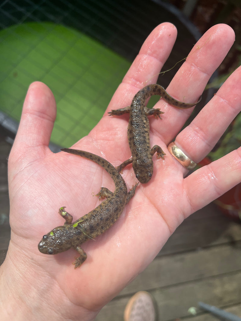 Spanish Ribbed Newts For Sale | American Reptile Distributors