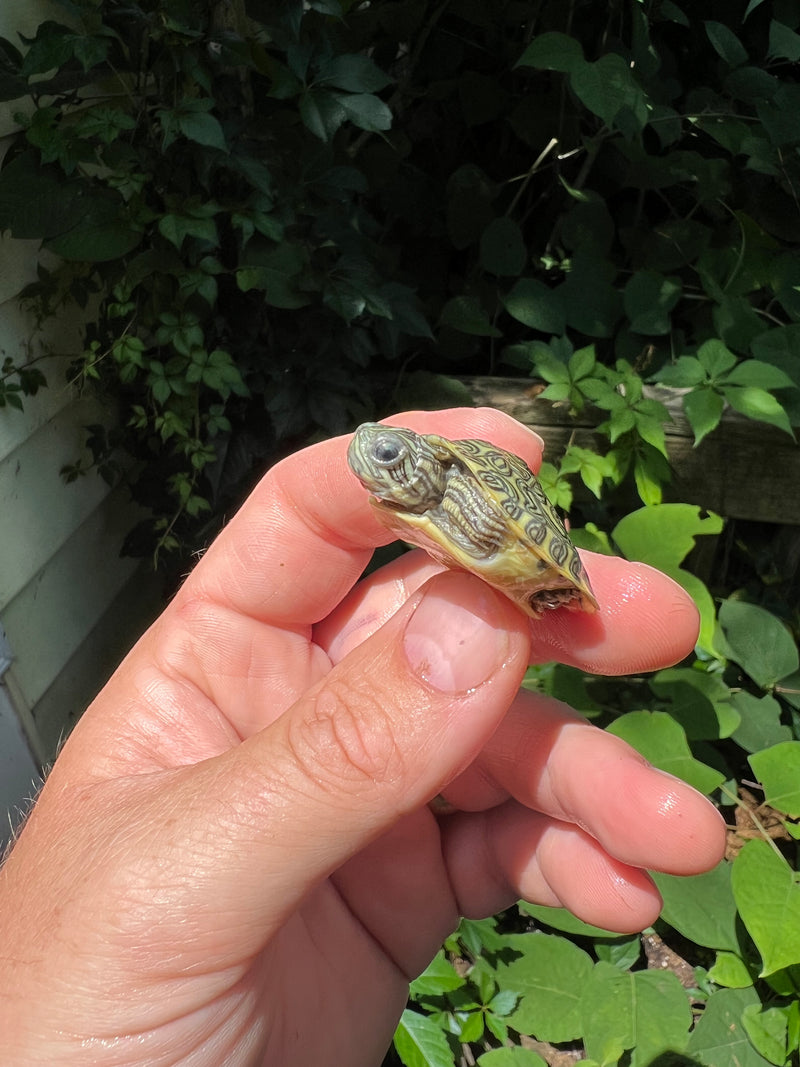 Pastel River Cooter Turtle Baby