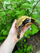 Homes Hinge-back Tortoise Adult Pair