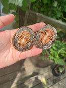 Stripe-necked Musk Turtle Adult Pair