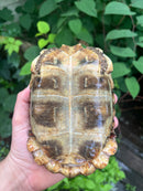 Homes Hinge-back Tortoise Adult Female