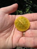 Paradox Albino Red Eared Slider Turtle