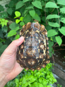 Homes Hinge-back Tortoise Adult Female