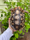 Homes Hinge-back Tortoise Adult Pair 6 (Kinixys homeana)