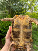 Homes Hinge-back Tortoise Adult Pair