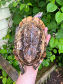 Homes Hinge-back Tortoise Adult Female