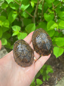 Stripe-necked Musk Turtle Adult Pair
