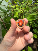 Stripe-necked Musk Turtle Babies (Sternotherus peltifer)