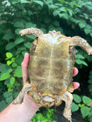 Homes Hinge-back Tortoise Adult Pair