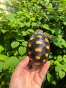 Brazilian Cherryhead Tortoise 2021