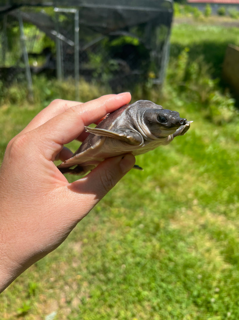 Fly River Turtle Baby