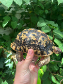 Libyan Greek Tortoise Adult Female