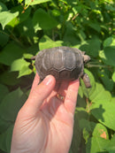 Aldabra Tortoise USA CB 2023