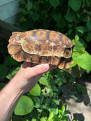 Homes Hinge-back Tortoise Adult Female
