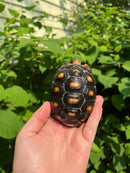 Brazilian Cherryhead Tortoise 2021