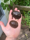 Stripe-necked Musk Turtle Adult Pair