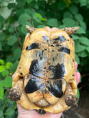 Libyan Greek Tortoise Adult Male