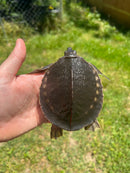 Fly River Turtle Baby