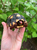 Brazilian Cherryhead Tortoise 2021