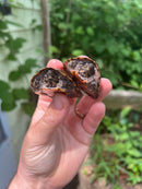 Stripe-necked Musk Turtle Adult Pair
