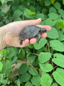 Aldabra Tortoise USA CB 2023