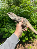 Australian Frilled Dragon Adult Female (Chlamydosaurus kingii)