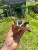 Fly River Turtle Baby