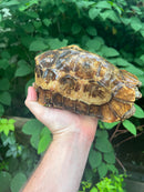 Homes Hinge-back Tortoise Adult Female