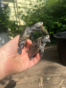 Northern Diamondback Terrapins (4 inches) (Malaclemys terrapin)