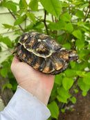 Homes Hinge-back Tortoise Adult Pair