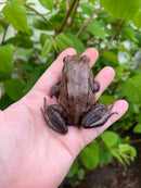 Smokey Mountain Jungle Frogs (Leptodactylus pentadactylus)