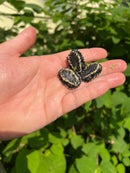 African Dwarf Mud Turtle Babies (Pelusios nanus)