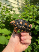 Brazilian Cherryhead Tortoise 2021