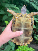 Homes Hinge-back Tortoise Adult Pair