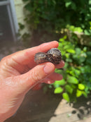 African Mud Turtle Babies (Pelusios castaneus)