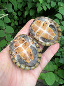 Stripe-necked Musk Turtle Adult Pair