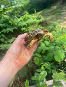 Pancake Tortoise Adult Female (Malacochersus tornieri)