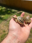 Leopard Tortoise Babies (Stigmochelys p. babcocki)