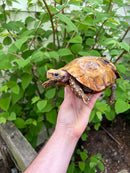 Homes Hinge-back Tortoise Adult Pair