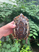 Homes Hinge-back Tortoise Adult Female