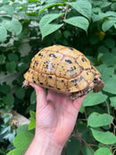 Libyan Greek Tortoise Adult Female