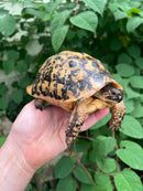 Libyan Greek Tortoise Adult Male