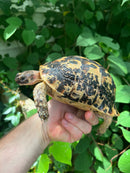 Libyan Greek Tortoise Adult Female