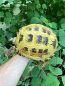 Russian Tortoise XXL Female