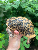 Libyan Greek Tortoise Adult Male