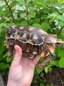 Homes Hinge-back Tortoise Adult Pair