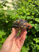 Brazilian Cherryhead Tortoise 2021