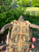 Homes Hinge-back Tortoise Adult Pair